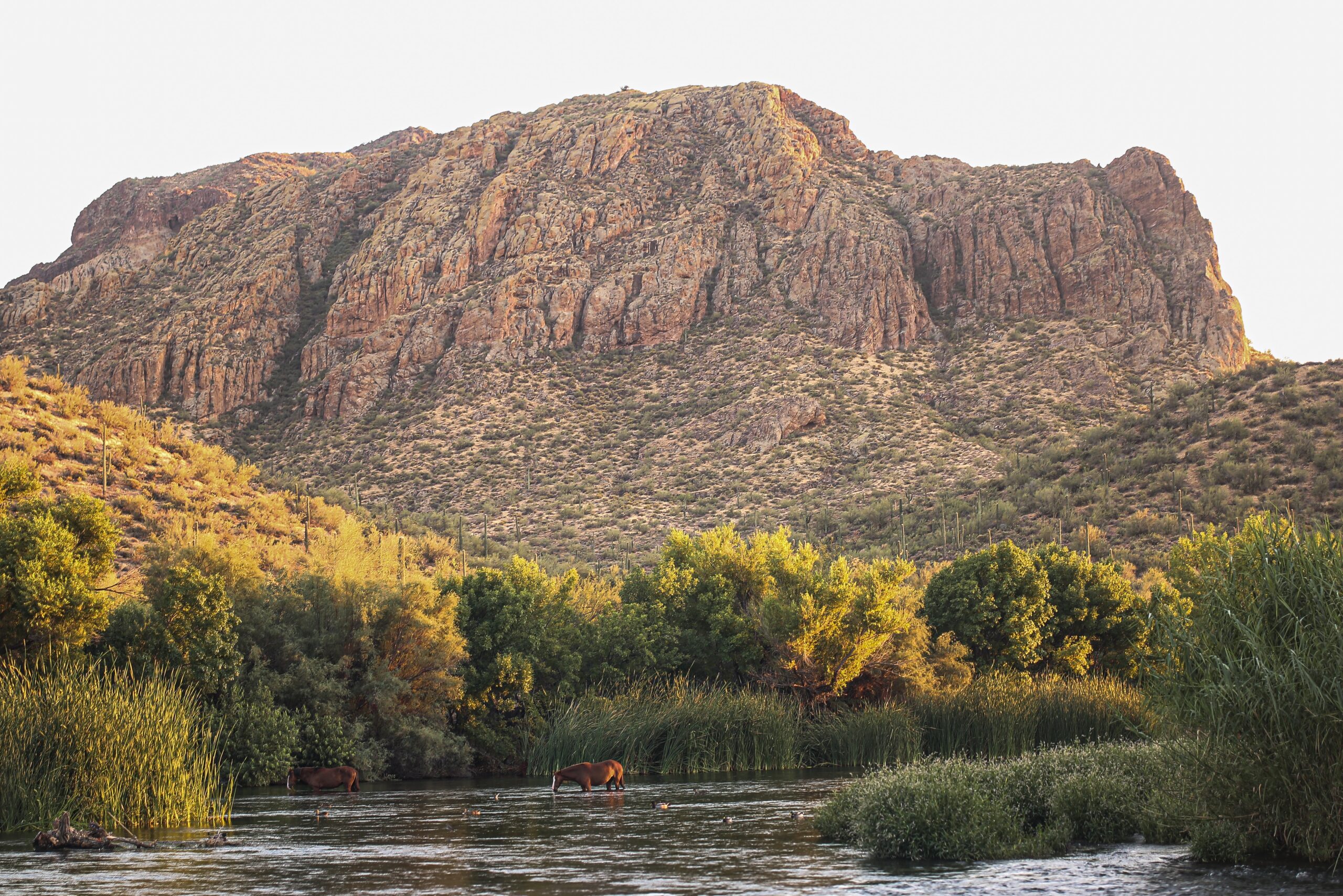 Kayaking Salt River in Arizona